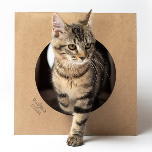 Dezi & Roo Hide and Sneak Collapsible Paper Cat Tunnel