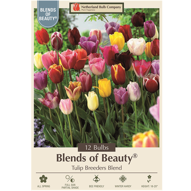 Tulip Bulbs -  Various Groups, 'Breeder's Blend' - Pack of 12