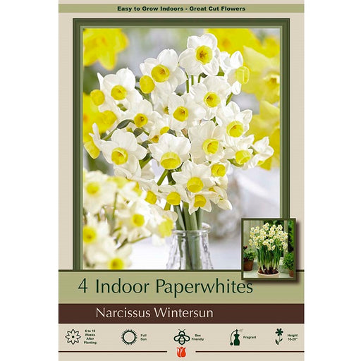 Indoor Paperwhite Bulbs, "Wintersun" - Pack of 4