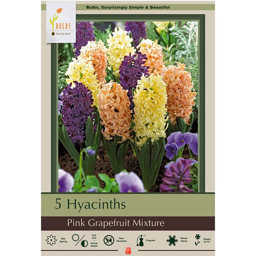 Hyacinth Bulbs 'Pink Grapefruit Mixture' - Pack of 5