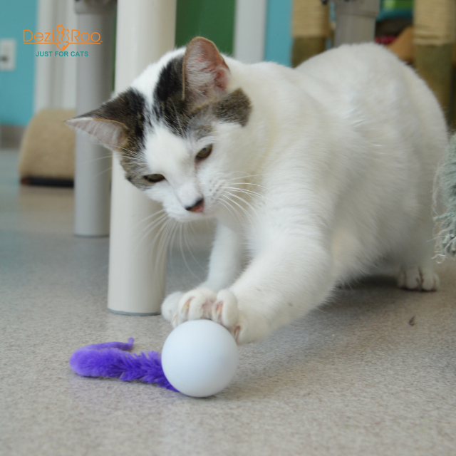 Wiggly Pong Plastic Pong Ball Cat Toy, Assorted Colors