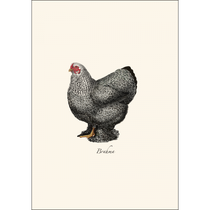 8-Piece Notecard Set: Chicken Assortment