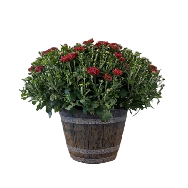 Whiskey Barrel Annual Patio Pot, 9-Inch