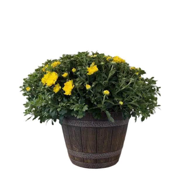 Whiskey Barrel Annual Patio Pot, 9-Inch