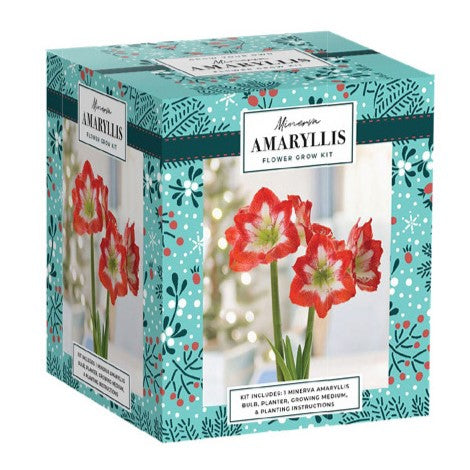 Minerva Amaryllis Flower Grow Kit