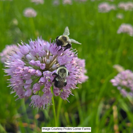 Summer Beauty Allium 1-Gallon