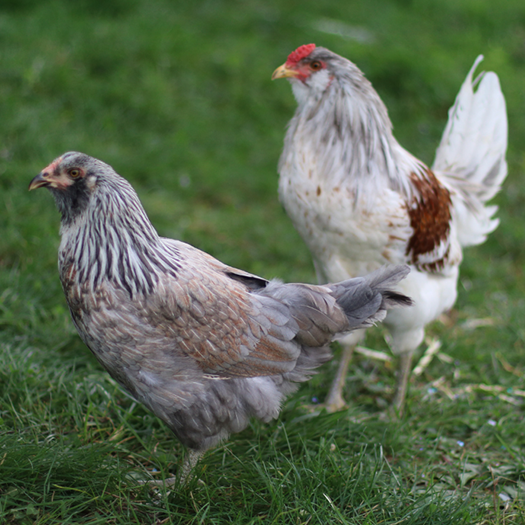 Americana Baby Chick, FEMALE