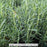 Herb, Arp Rosemary 1-Gallon