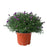 Aster, 9-Inch Pot