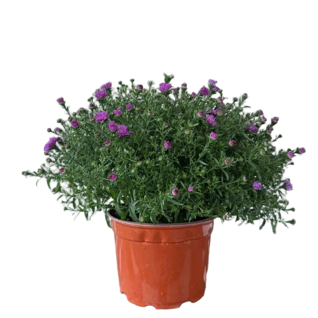 Aster, 9-Inch Pot
