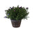 Whiskey Barrel Annual Patio Pot, 9-Inch