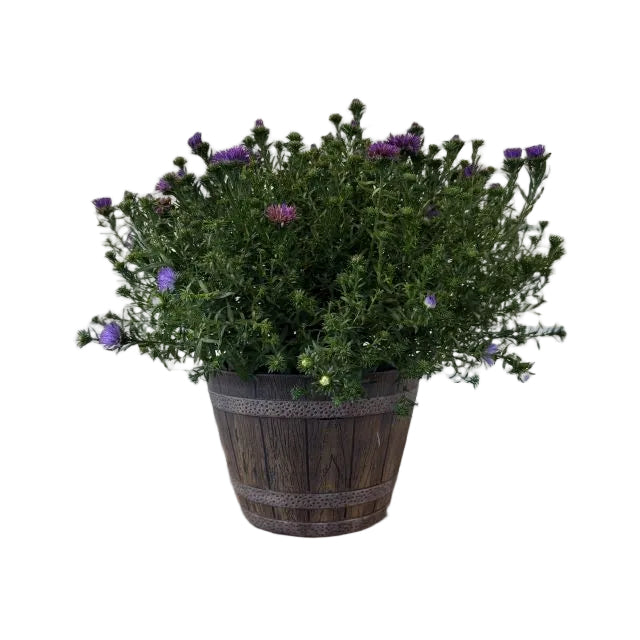 Whiskey Barrel Annual Patio Pot, 9-Inch