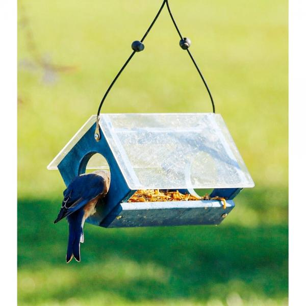 Backyard Essentials Petite Bluebird Feeder