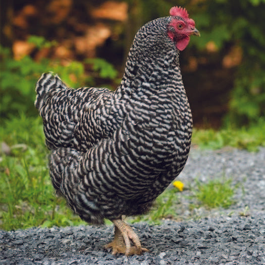 Barred Plymouth Rock Baby Chick, FEMALE