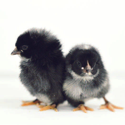 Barred Plymouth Rock Baby Chick, FEMALE