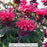 Bee Happy™ Bee Balm, 1-Gallon