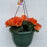 Flowering Hanging Basket Shade Varieties, 10-Inch