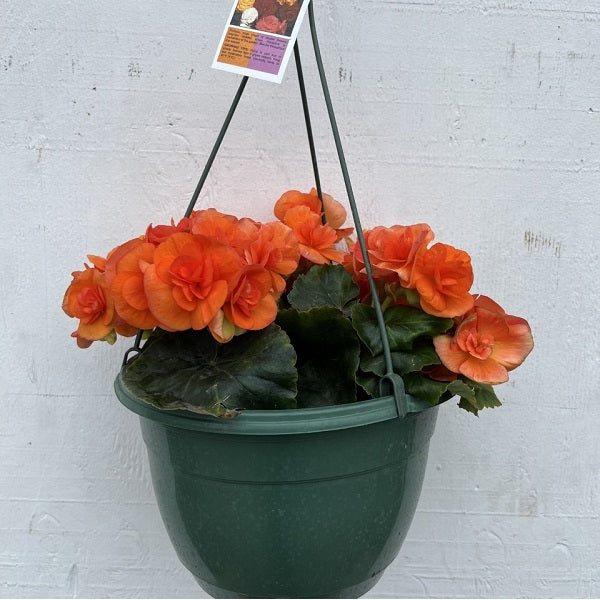 bleeding heart plant hanging basket Flowering Hanging Basket Shade Varieties, 10-Inch — Ellington Agway