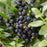 BerryBux® Blueberry Bush, 2-Gallon