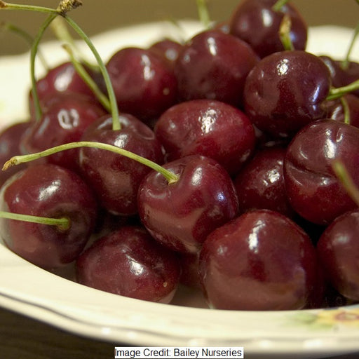 Bing Sweet Cherry Tree, 7-Gallon