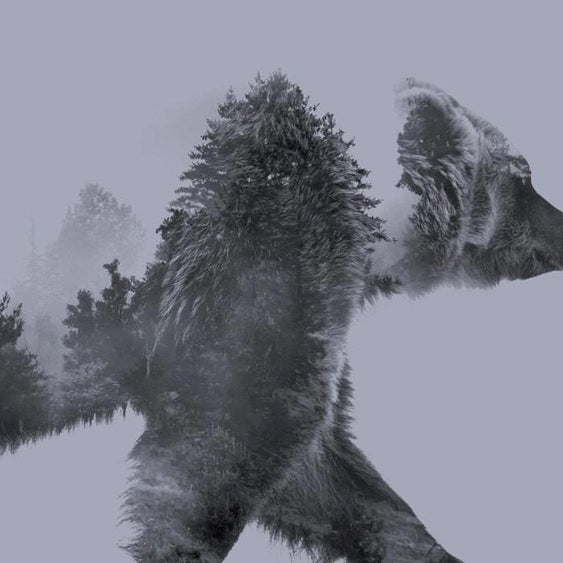 Men's Double Exposure Bear T-Shirt, Heather Grey