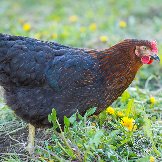 Black Sex-Link Baby Chick, FEMALE