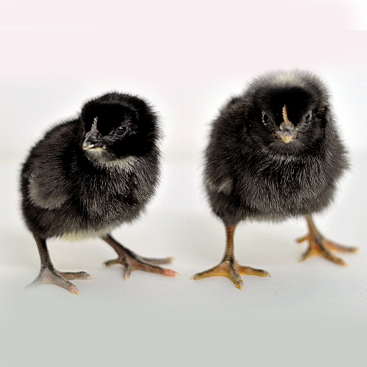Black Sex-Link Baby Chick, FEMALE