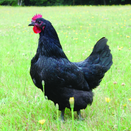 Black Australorp Baby Chick, FEMALE