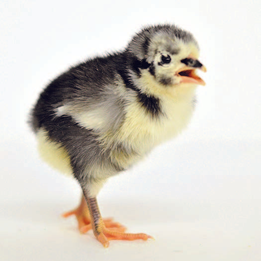 Black Australorp Baby Chick, FEMALE