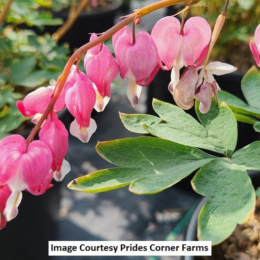 bleeding heart plant hanging basket Flowering Hanging Basket Sun Varieties, 10-Inch — Ellington Agway