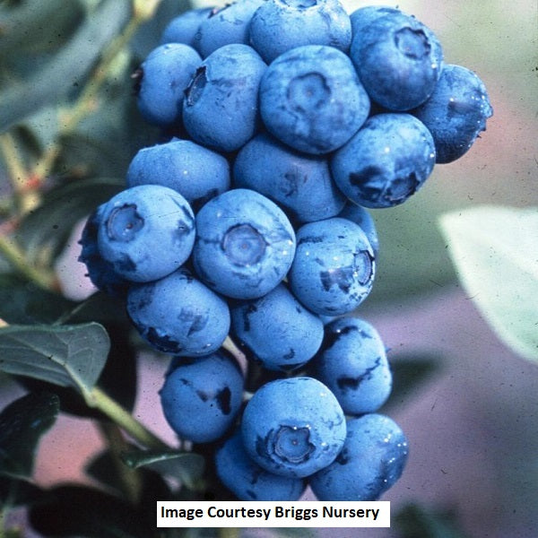 Duke Highbush Blueberry, 2-Gallon