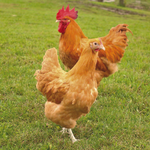 Buff Orpington Baby Chick, FEMALE