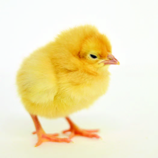 Buff Orpington Baby Chick, FEMALE