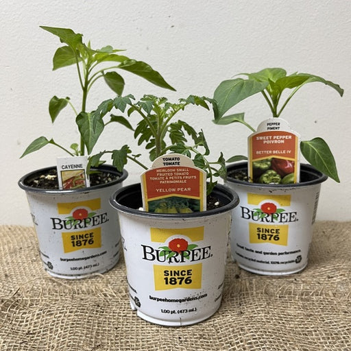 Burpee Vegetable Plant, 4-Inch