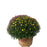 Hardy Mum in Bushel Basket
