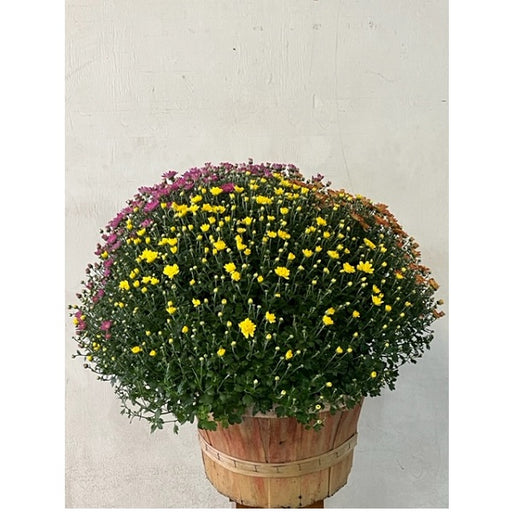 Chrysanthemum in Bushel Basket