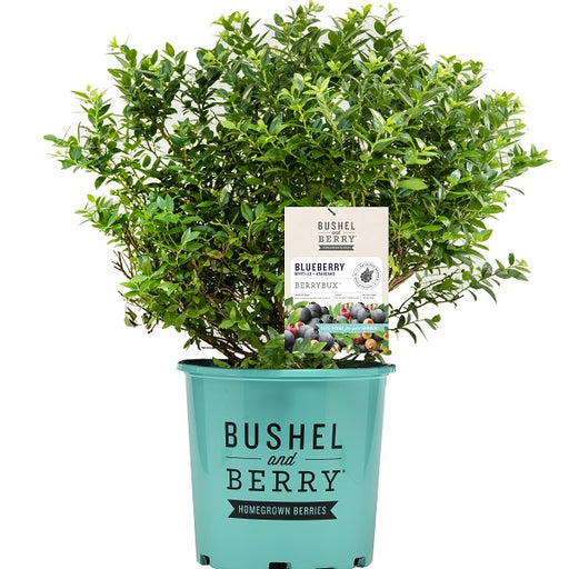 BerryBux® Blueberry Bush, 2-Gallon