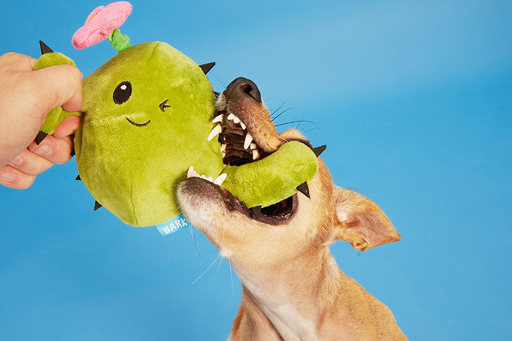 Bark Consuela the Cactus