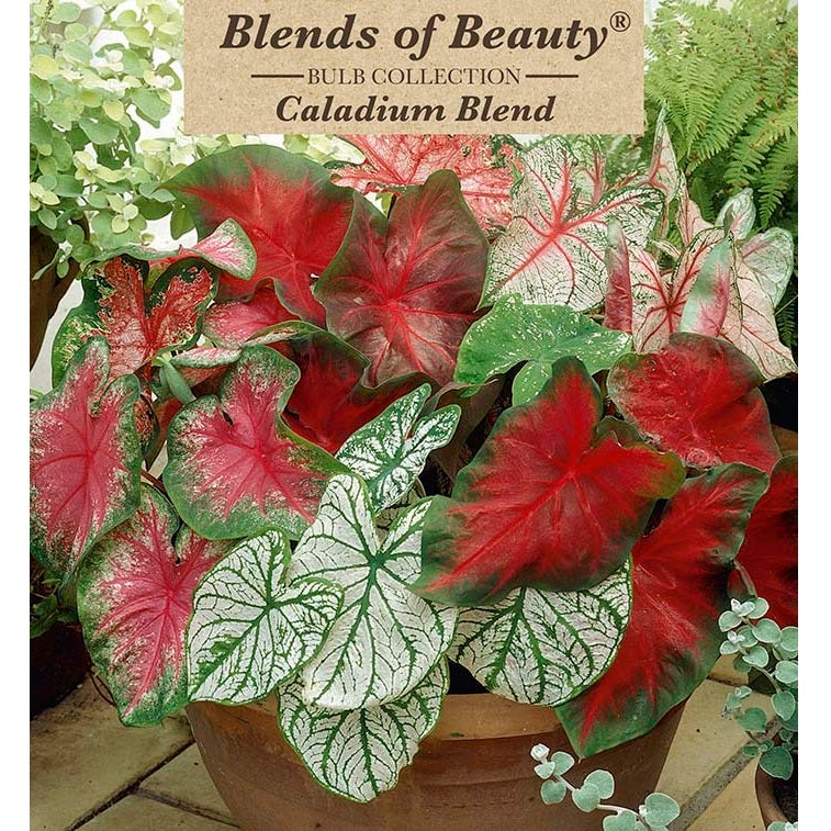 Fancy Leaf Caladium - Blends of Beauty #1 - Pack of 5 Tuberous Corms