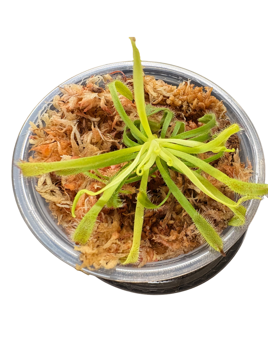 Cape Sundew (Drosera) Gnat-Eating Live Carnivorous Plant - Tiny