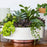 Capri Bowl Succulent Planter, 8" Round - The HC Companies