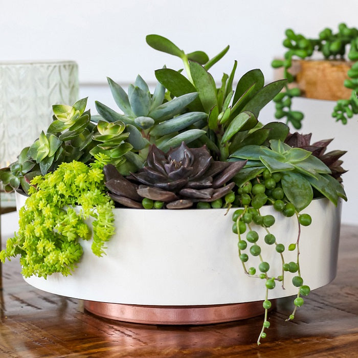 round succulent pot Capri Bowl Succulent Planter, 8" Round