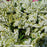 Cavatine Dwarf Andromeda Shrub, 2-Gallon