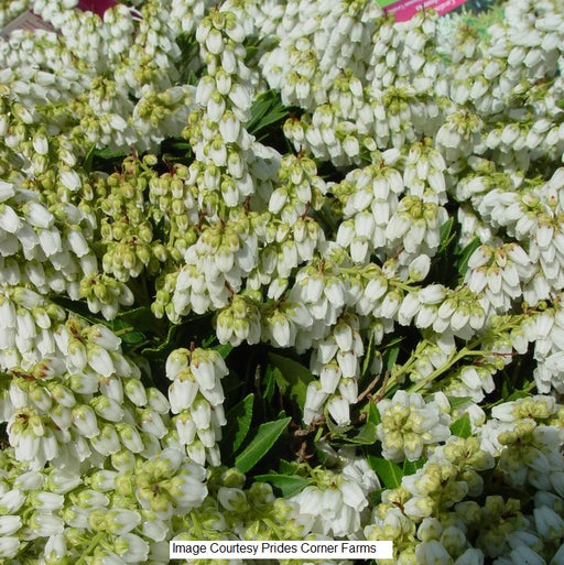Cavatine Dwarf Andromeda Shrub, 2-Gallon