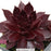 Chocolate Kiss Hen & Chicks, 1-Gallon