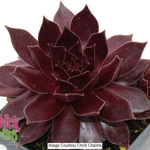 Chocolate Kiss Hen & Chicks, 1-Gallon
