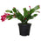 Christmas Cactus 4.5" Red Shades