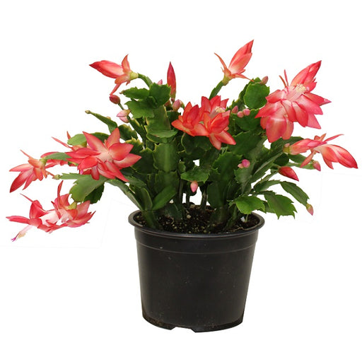 Christmas Cactus 6" Red Shades