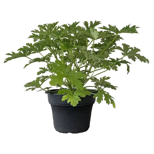 Citronella Plant, 8-Inch
