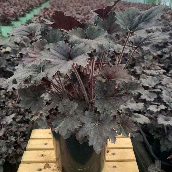 Frosted Violet Coral Bells, 1-Gallon